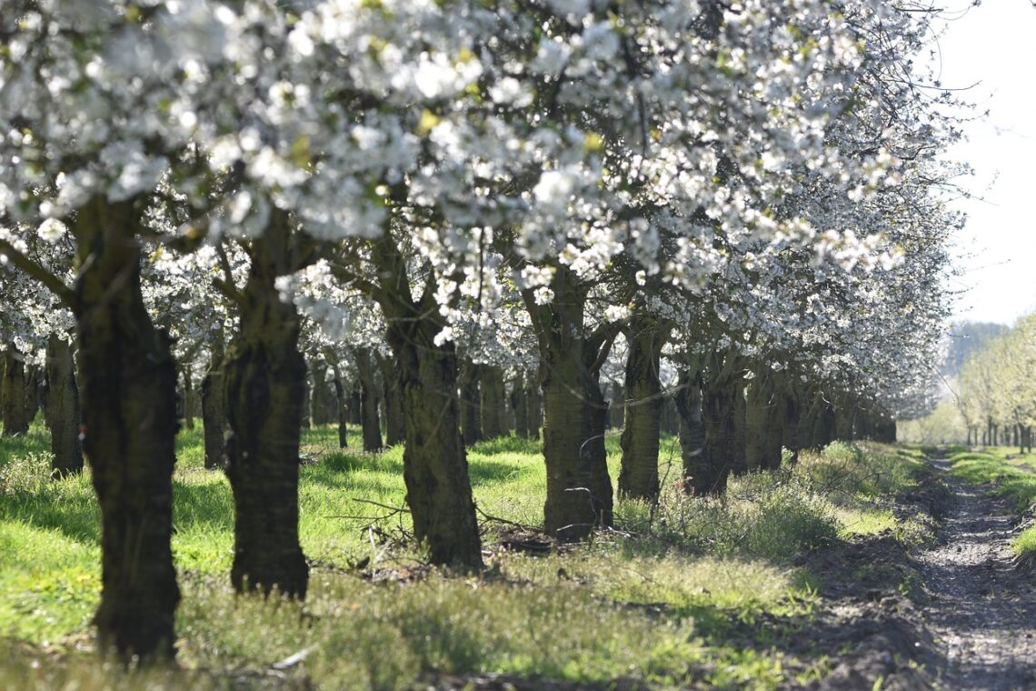 Kirschblüte Altes Land