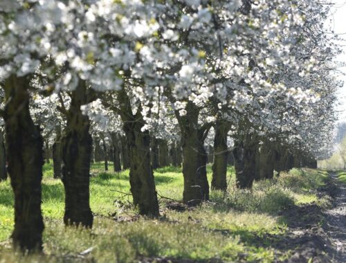 Kirschblüte Altes Land