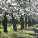 Kirschblüte Altes Land